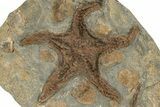 Ordovician Fossil Starfish - Morocco #233029-1